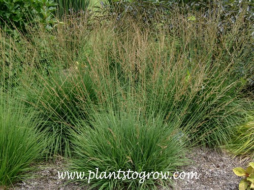 Dauerstrahl Purple Moor Grass (Molinia)